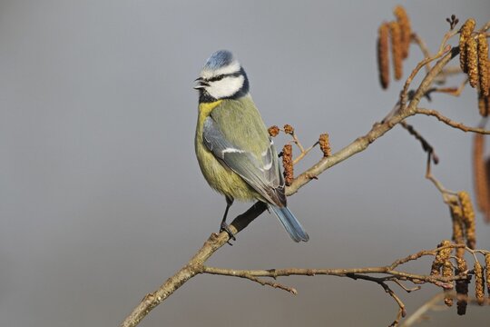 Blue tit (Cyanistes caeruleus) singing in common hazel (Corylus avellana) Allg&auml;u, Bavaria, Germany