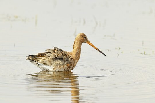 Greenpike (Limosa limosa) runs in shallow water in a moor during morning fog, snipe birds, wildlife, nature photography, ox bog, D&uuml;mmer See, H&uuml;de, Lower Saxony, Germany