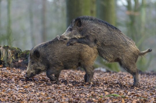 Two Wild boars (Sus scrofa) at mating, Teutoburg Forest, Lower Saxony, Germany