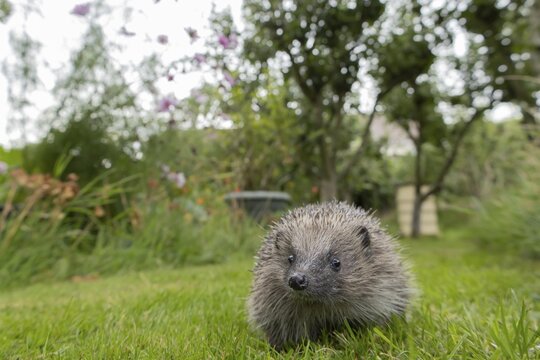 European hedgehog (Erinaceus europaeus) adult animal on a garden grass lawn in summer, England, United Kingdom