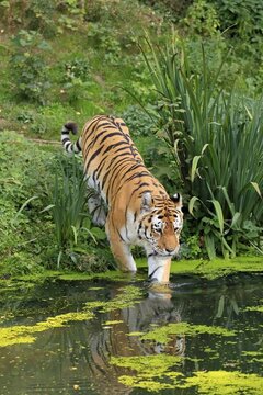 Siberian tiger (Panthera tigris altaica), adult, alert, at the water, captive
