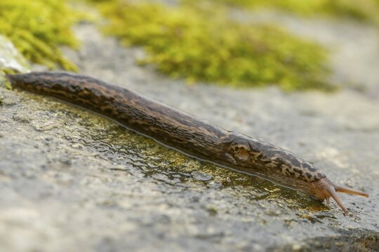 Big snail, big snowgel, limax maximus, snowgel, tiger snail, gastropod, great grey slug, leopard slug, mollusca, molluscs, snails, snails, molluscs