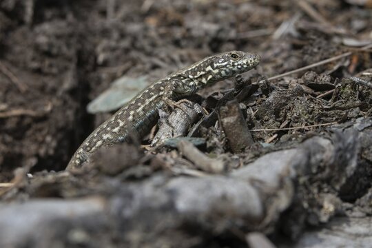 Common wall lizard, Podarcis muralis, reptilia, lizards