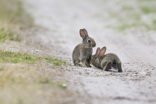 Young european rabbit (Oryctolagus cuniculus), Emsland, Lower Saxony, Germany