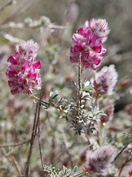 French Honeysuckle (Hedysarum coronarium) clovers, Crete, Greece, Europe