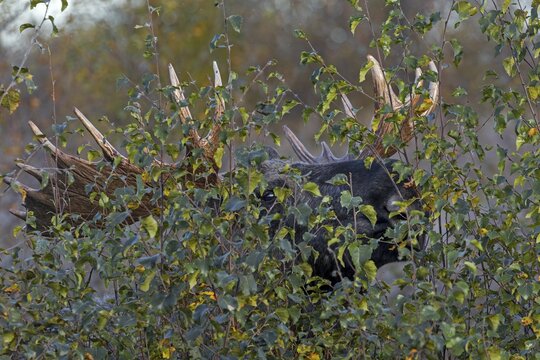 Bull moose (Alces alces) eating the green leaves of a birch tree, portrait, October, Denmark