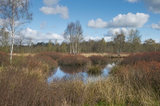 Bog myrtle (Myrica gale) in the moor, Emsland, Lower Saxony, Germany