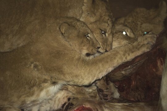 Lions (Panthera leo) feeding, Namibia