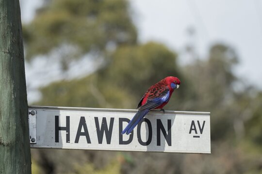 Blue-cheeked rosella (Platycercus adscitus) adult bird on a street sign, Kennett River, Victoria, Australia