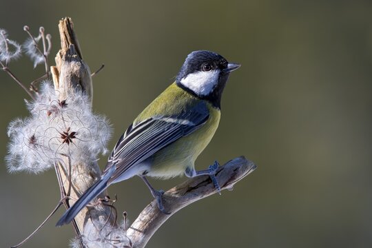 Great tit (Parus major), sitting on a branch, Terfens, Tyrol, Austria