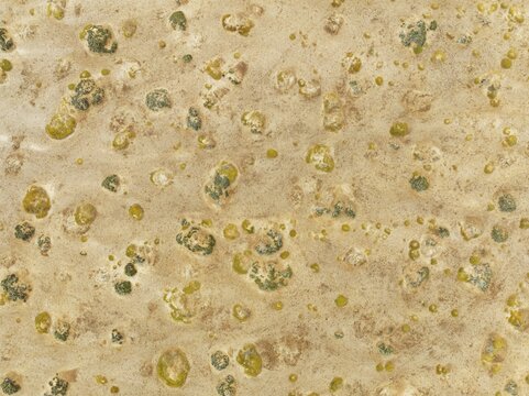 Sparse desert vegetation, mainly Salsola species. Aerial view. Drone shot. Namib Desert, Skeleton Coast, Namibia