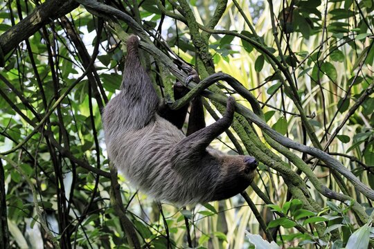 Linnaeus's two-toed sloth (Choloepus didactylus), Unau, adult, in tree, climbing, foraging, Ecuador, South America
