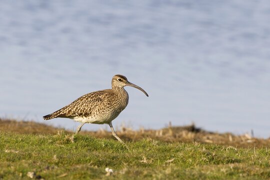 Eurasian curlew (Numenius arquata), Texel, North Holland, North Sea, Netherlands