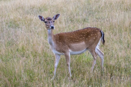 Dama dama, fallow deer, fallow deer, mammals, mammals