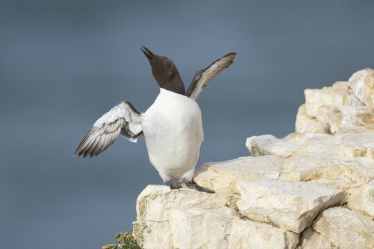 Guillemot (Uria aalge) adult seabird bird stretching its wings on a cliff ledge in summer, RSPB Bempton cliffs nature reserve, Yorkshire, England, United Kingdom