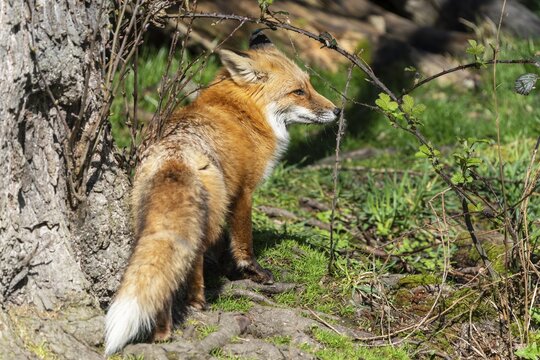 Red fox (Vulpes vulpes) standing in a meadow, France