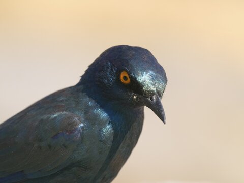 Burchell's Glossy-starling (Lamprotornis australis) near the Moringa waterhole in Halali, Etosha National Park, Namibia, Africa