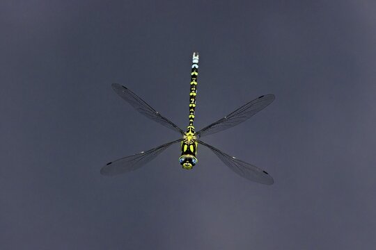 Southern Hawker (Aeshna cyanea), in flight, Lindenberg, Freiamt, Canton of Aargau, Switzerland