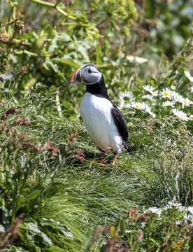 Puffin (Fratercula arctica), also Puffin sitting in a meadow, Iceland