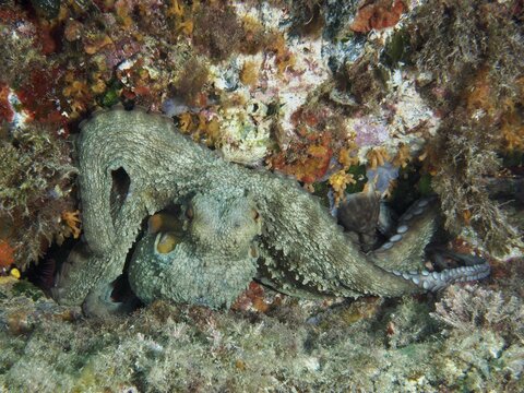 Common Octopus (Octopus vulgaris) wriggling through a reef, dive site Giens Peninsula, Mediterranean Sea, Porquerolles, Provence, C&ocirc;te d'Azur, France
