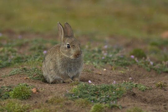 Rabbit (Oryctolagus cuniculus) juvenile baby animal standing by its burrow, Suffolk, England, United Kingdom