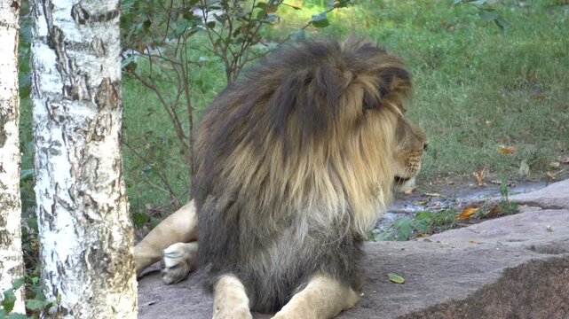 A lion at the zoo