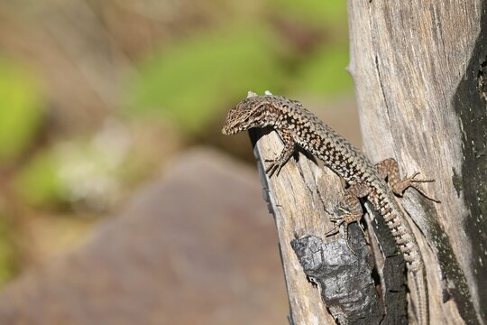 Wall lizard (Podarcis muralis), European wall lizard, in a vineyard, portrait, reptiles, animals, lizards, Cochem, Moselle, Rhineland-Palatinate, Germany