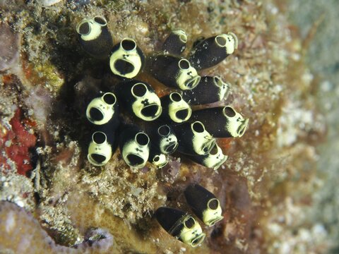Group of black and white sea squirts, robust sea squirt, club sea squirt (Clavelina robusta), in a tropical reef, dive site Twin Reef, Penyapangan, Bali, Indonesia