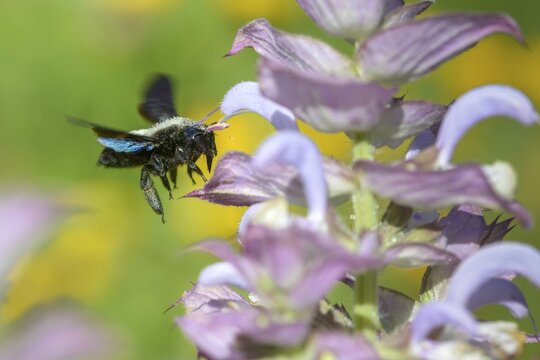 Apidae, bees, blue wood bee, large wood bee, hymenoptera, violet-winged wood bee, xylocopa violacea, insects, insects, violet carpenter bee