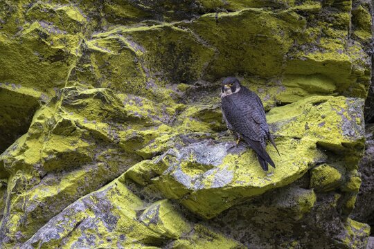 Peregrine falcon Falcon (Falco peregrinus), female sitting in a rock face overgrown with sulphur lichen, Black Forest, Baden-W&uuml;rttemberg, Germany