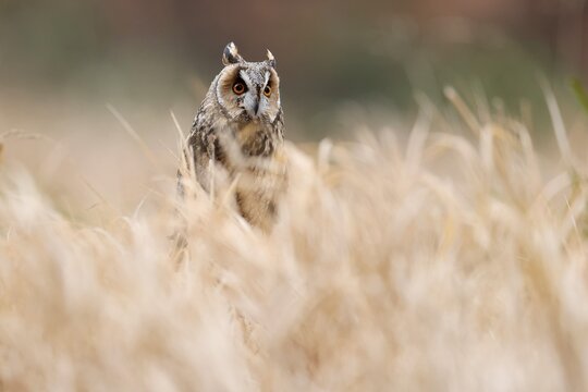 Long-eared owl (Asio otus), in tall grass, Czech Republic