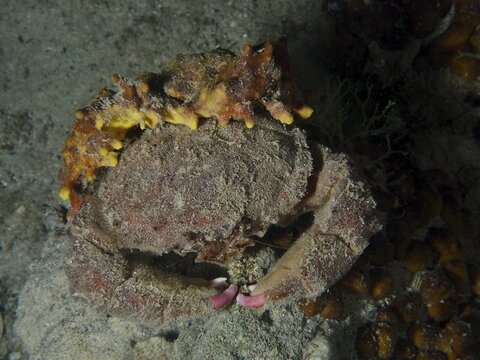 A camouflaged crab, the woolly crab (Dromia personata), sits in the dark water, covered in golden sponge (Aplysina aerophoba) . Dive site: Hausriff, Stoja, Pula, Croatia, Mediterranean Sea