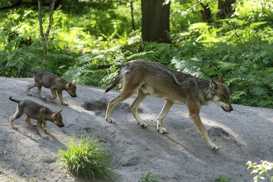 A wolf family walks along a path in the forest, surrounded by green foliage, European grey gray wolf (Canis lupus), Germany