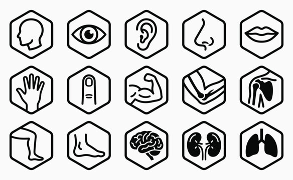 Detailed vector illustration set representing various human body parts and organ systems for medical and educational purposes