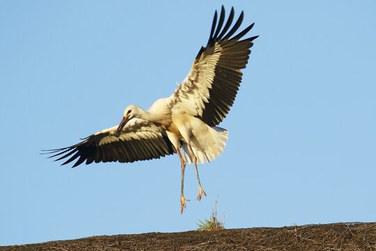 Young White stork (Ciconia ciconia) flight exercises on thatched roof, young bird in the evening light, Schleswig-Holstein, Germany