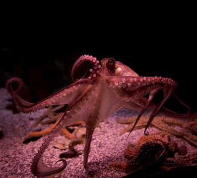 Red Octopus (Octopoda) in an aquarium, captive