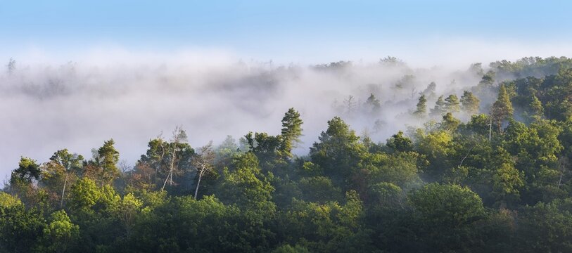 Panorama, view of mixed forest in the morning, treetops rising out of the morning mist, blue sky, Schm&uuml;cke mountain range, Thuringia, Germany
