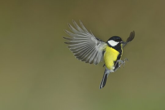Great tit (Parus major) in flight, flight photo, North Rhine-Westphalia, Germany