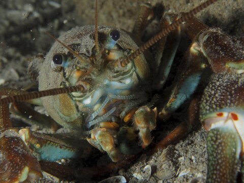 Portrait of signal crayfish (Pacifastacus leniusculus), American crayfish, invasive species, Terlinden dive site, K&uuml;snacht, Lake Zurich, Canton Zurich, Switzerland
