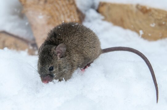 House mouse, mouse, mus musculus, rodents, rodentia, mammals, mouse, muroids, mice, rodents, snow, mammals, winter