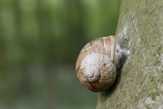 Burgundy snail (Helix pomatia) with sealed snail shell on a tree trunk, North Rhine-Westphalia, Germany