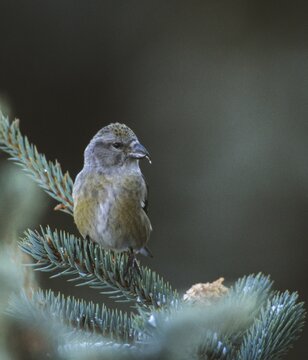 Crossbill, spruce crossbill, loxia curvirostra, birds, female, high size, portrait format, passeri, songbirds, birds, female