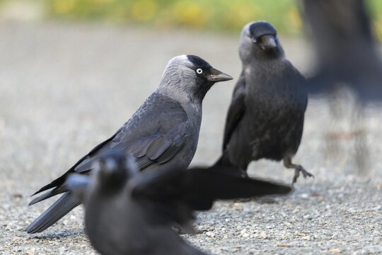 Corvus monedula, jackdaw, birds, corvidae family of birds, passeri, corvids, songbirds, birds
