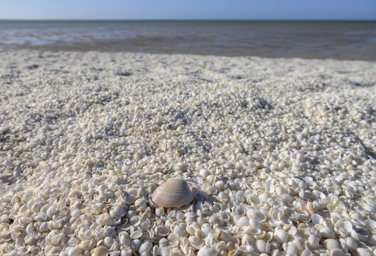 Millions of cockles (Fragum erugatum) at Shell Beach, Hamelin Pool, Shire of Shark Bay, Western Australia, Australia