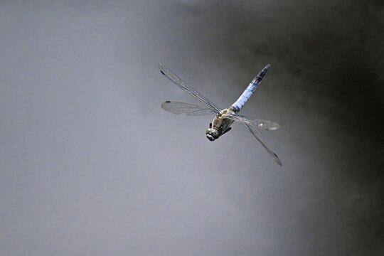 Male Orthetrum albistylum, in flight, Lindenberg, Freiamt, Canton of Aargau, Switzerland