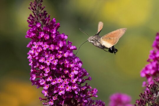 Hummingbird hawk-moth ( Macroglossum stellatarum) flying, collecting nectar of butterfly bushes, Hesse, Germany