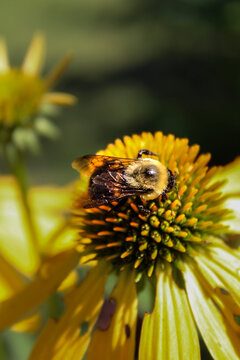 bee on flower