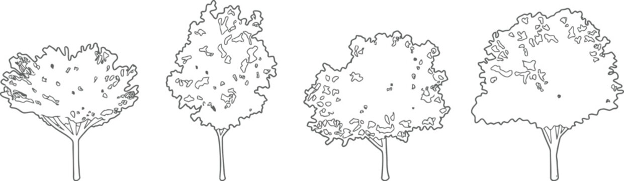 tree elevation line art set, four detailed outline trees with leafy crowns, black and white architectural landscape drawing symbols for site plan and park design vector