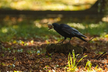 An adult rook (Corvus frugilegus) perched on the ground with dry leaves and holding a walnut in its beak in side view to the camera lens on a sunny autumn day. Wildlife photography with copy space. © Mariia