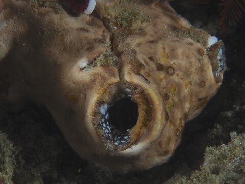 Close-up of a brown solitary sea squirt (Polycarpa mytiligera) with a complex texture, dive site: Sodwana Bay National Park, Maputaland Marine Reserve, KwaZulu-Natal, South Africa